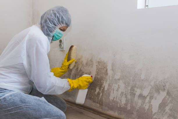 Professional Mold Removal in Greentown, OH