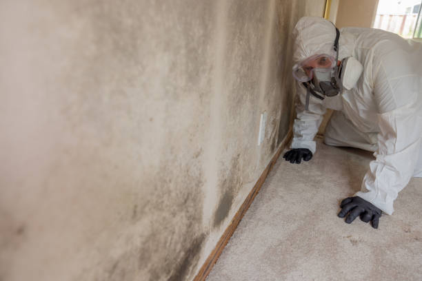 Best Environmental Consulting for Mold Prevention in Greentown, OH